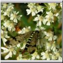 Panorpa communis - Gemeine Skorpionsfliege w03.jpg